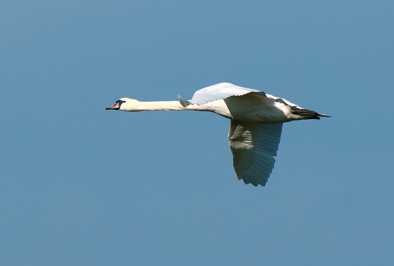 Mute Swan
Mute Swan
Keywords: biralb,Cley Marshes,Mute Swan,Norfolk