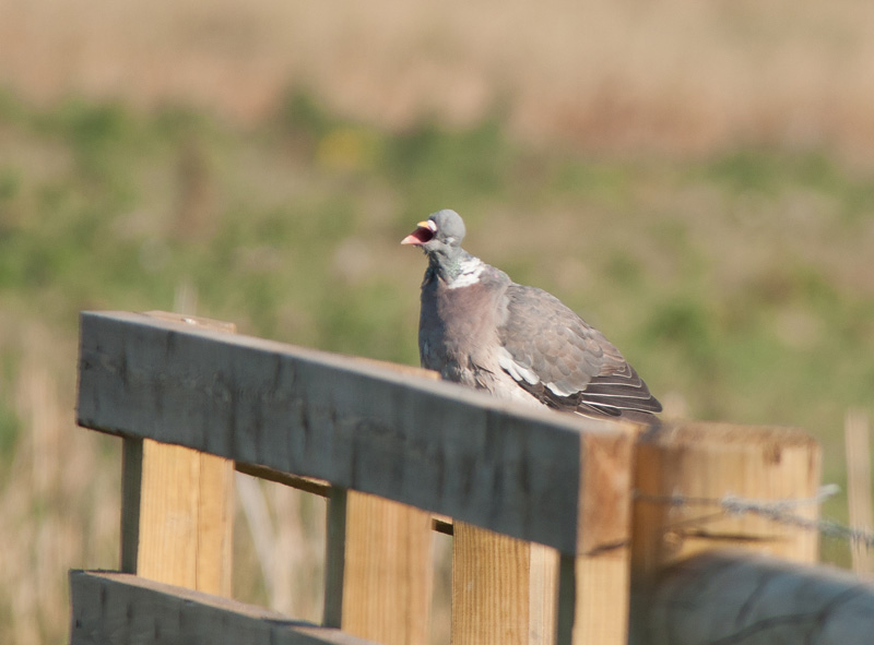 Keywords: biralb,Cley Marshes,Norfolk,Woodpidgeon