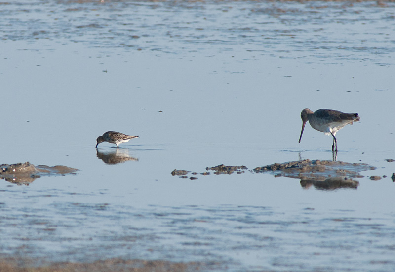 Black Tailed Godwit
Black Tailed Godwit
Keywords: biralb,Black Tailed Godwit,Cley Marshes,Norfolk