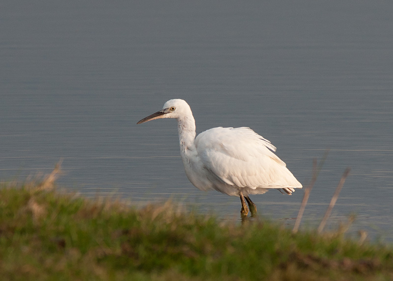 Little Egret
Little Egret
Keywords: biralb,Cley Marshes,Little Egret,Norfolk