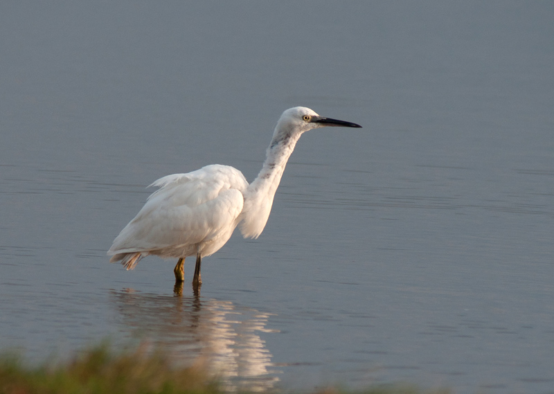 Little Egret
Little Egret
Keywords: biralb,Cley Marshes,Little Egret,Norfolk