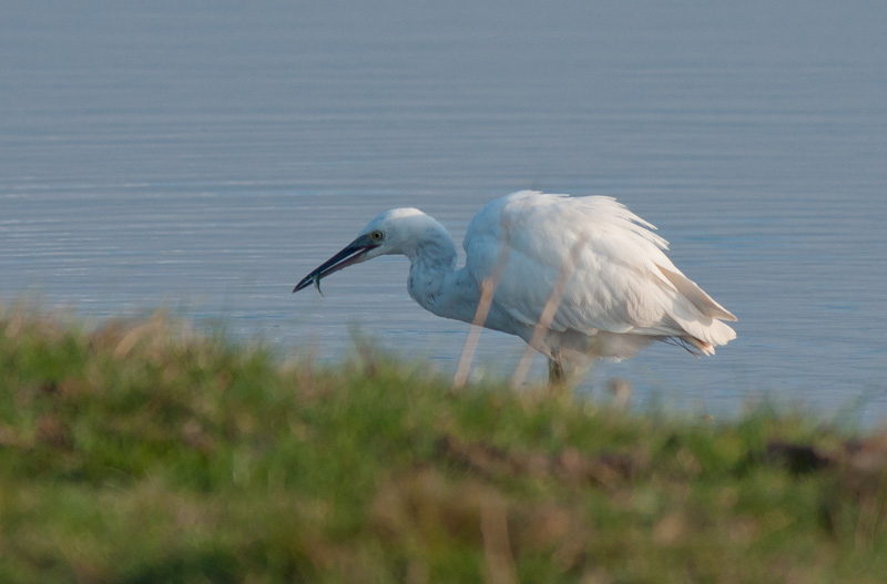 Little Egret
Little Egret
Keywords: biralb,Cley Marshes,Little Egret,Norfolk