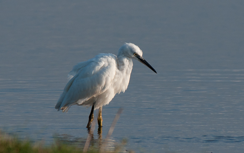 Little Egret
Little Egret
Keywords: biralb,Cley Marshes,Little Egret,Norfolk