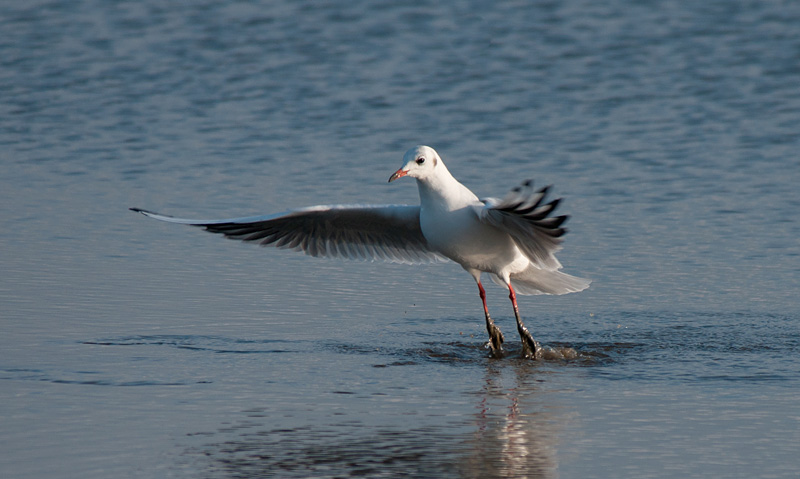 Black Headed Gull
Black Headed Gull
Keywords: biralb,Black Headed Gull,Cley Marshes,Norfolk