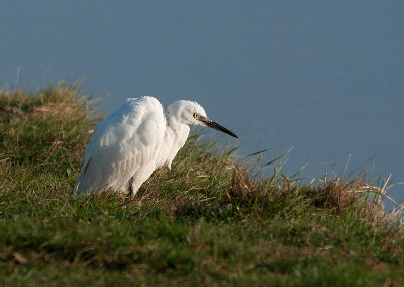 Little Egret
Little Egret
Keywords: biralb,Cley Marshes,Little Egret,Norfolk