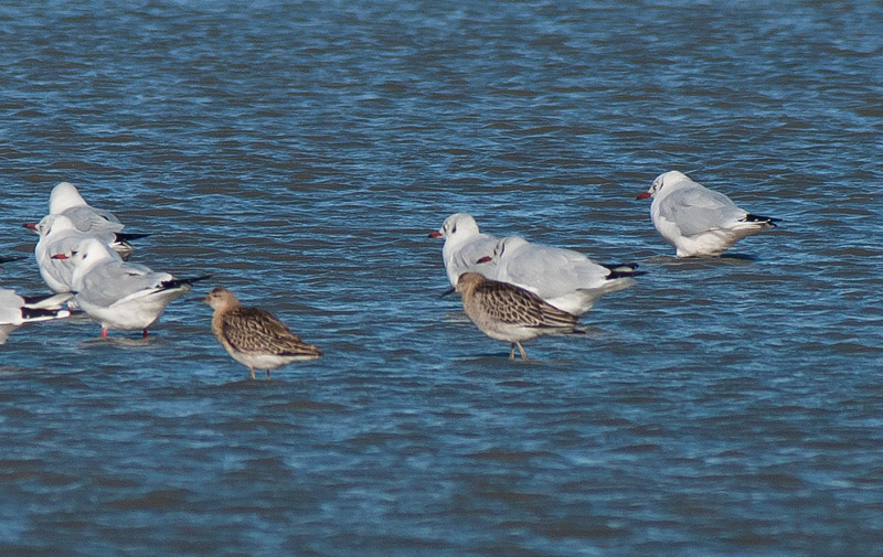 Keywords: biralb,Cley Marshes,Norfolk