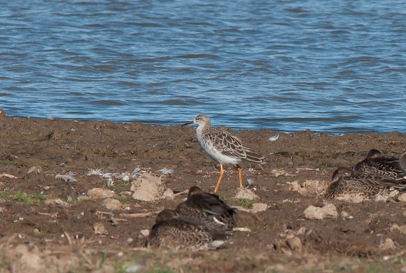 Keywords: biralb,Cley Marshes,Norfolk