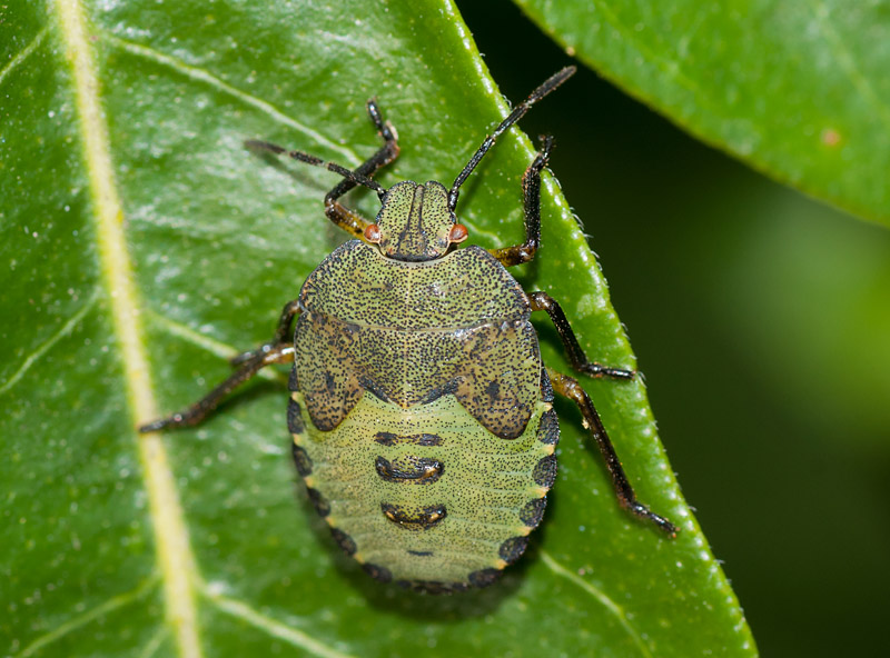 Green Shieldbug
Green Shieldbug
Keywords: insalb,Norfolk,Green Shieldbug