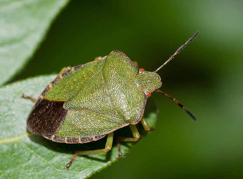 Green Shieldbug
Green Shieldbug
Keywords: insalb,Norfolk,Green Shieldbug