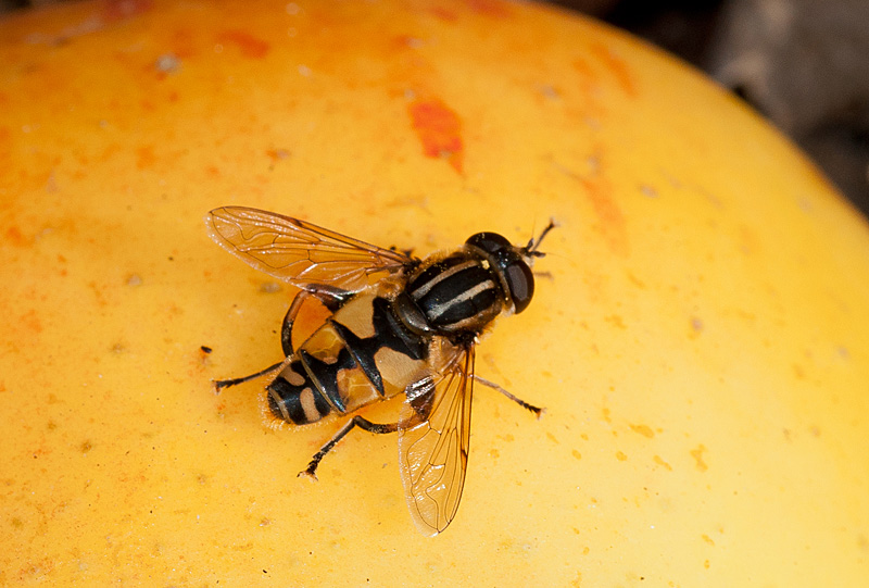 Helophilus pendulus
Helophilus pendulus
Keywords: Helophilus pendulus,insalb,Norfolk