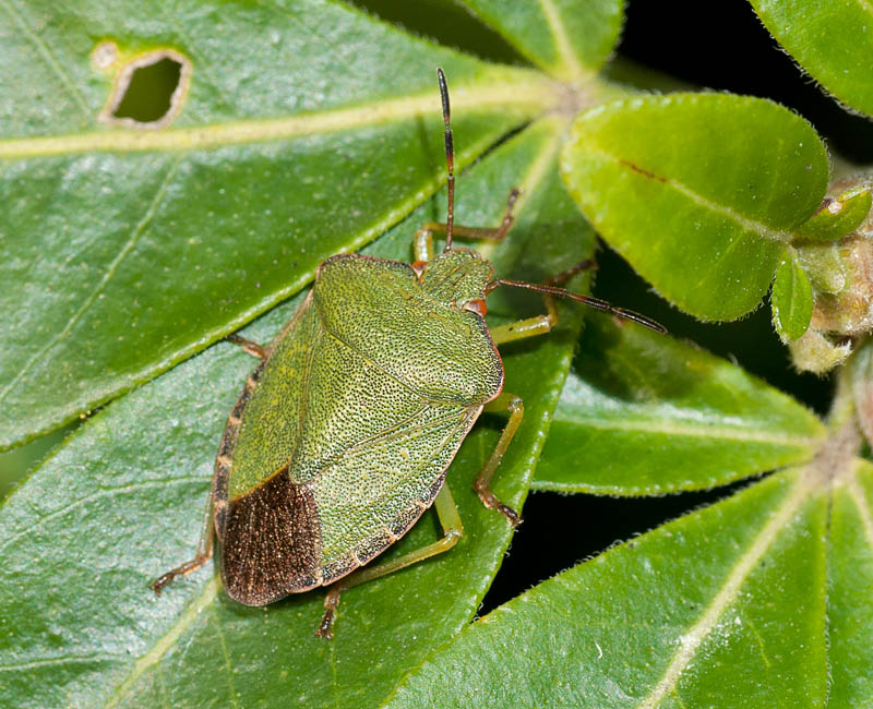 Green Shieldbug
Green Shieldbug
Keywords: Green Shieldbug,insalb,Norfolk