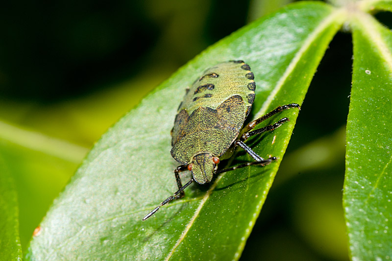Green Shieldbug
Green Shieldbug
Keywords: Green Shieldbug,insalb,Norfolk
