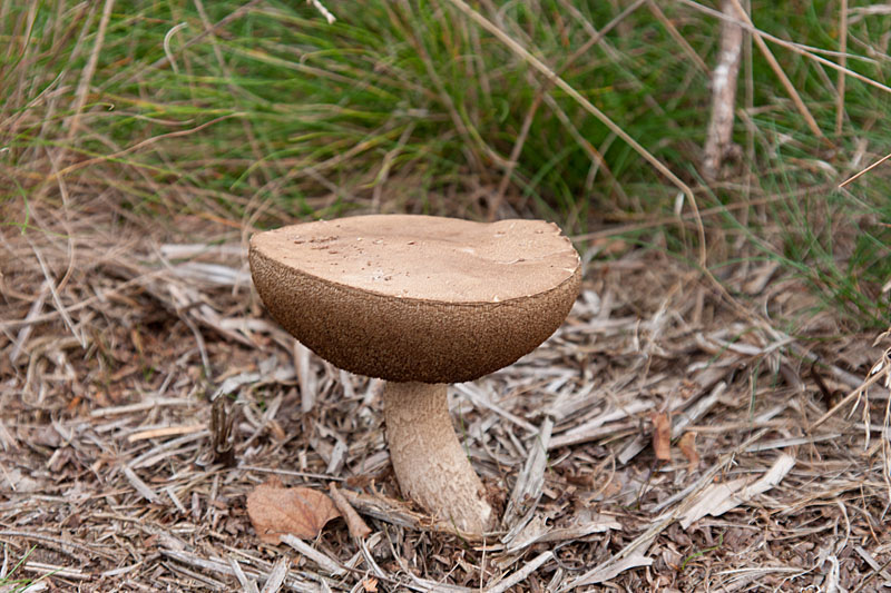 Bay Bolete
Bay Bolete
Keywords: Bay Bolete,Norfolk,Salthouse