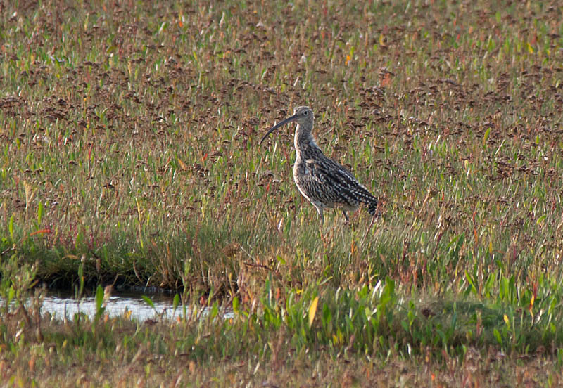 Curlew, Cley Marshes
Curlew
Keywords: biralb,Cley Marshes,Curlew,Norfolk