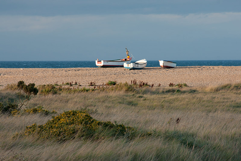 Cley Marshes,Norfolk
Keywords: Cley Marshes,Norfolk