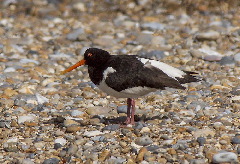 Oystercatcher
Oystercatcher, Dunwich beach
Keywords: Birds,Counties,Dunwich,Oystercatcher,Places,Suffolk,Wildlife,biralb