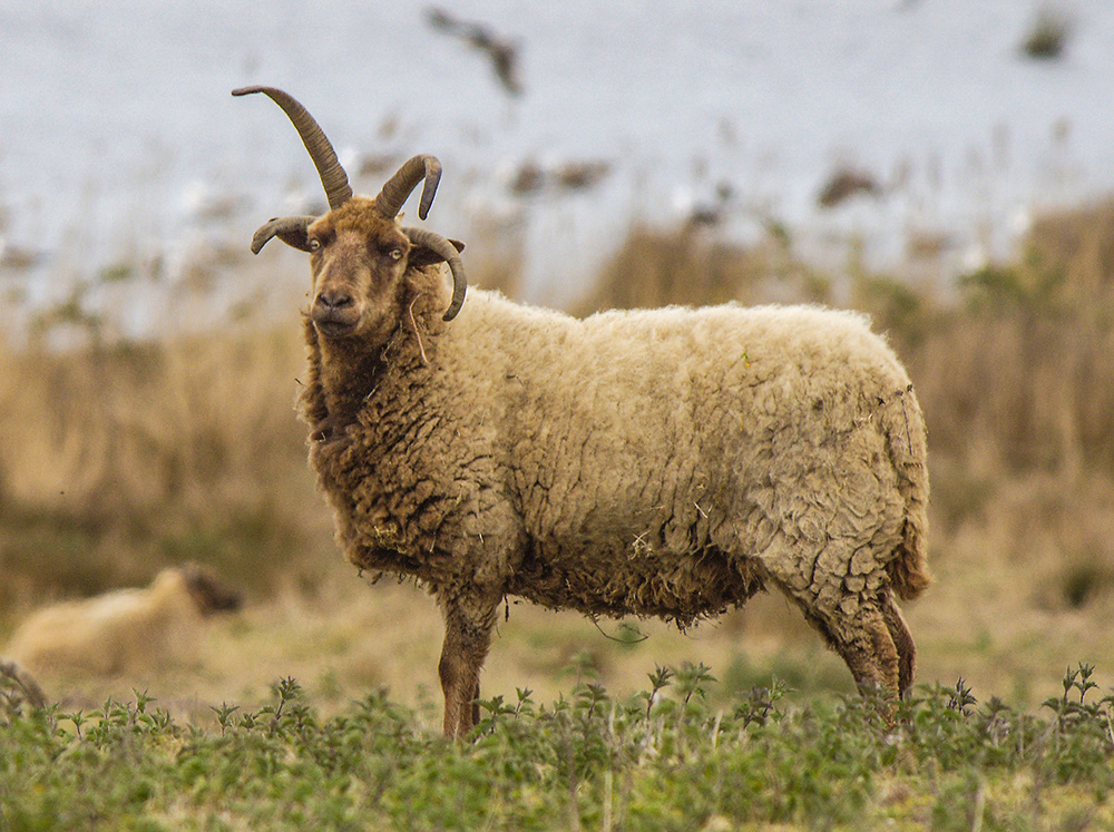 Four-horned loaghtan?
On Westwood marshes, dunwich
Keywords: Counties,Dunwich,Places,Suffolk,Four Horned loaghtan,mamalb