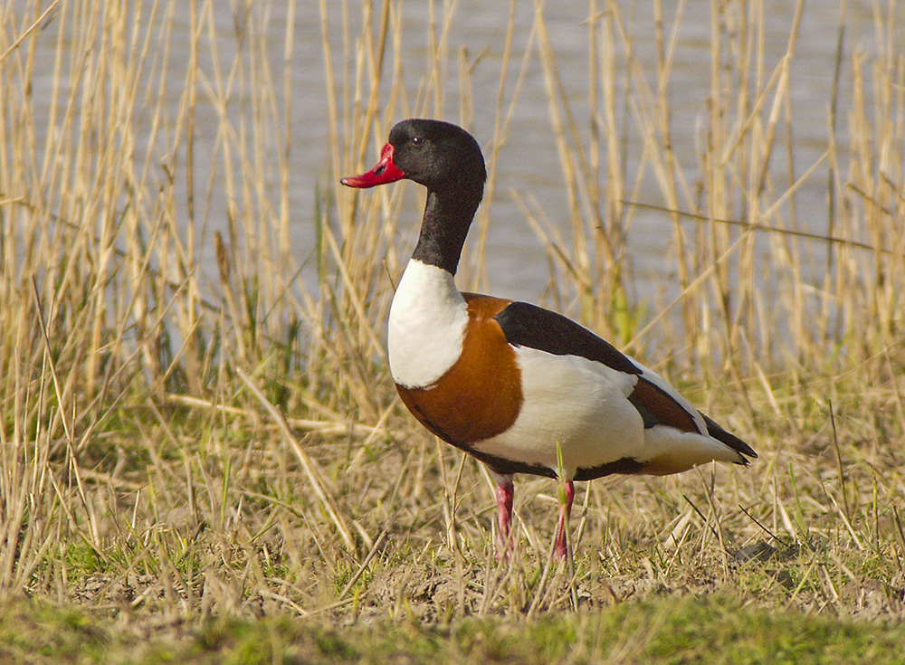 Shelduck
Westwood Marshes, Dunwich.
Keywords: Birds,Counties,Dunwich,Places,Shelduck,Suffolk,Wildlife,biralb