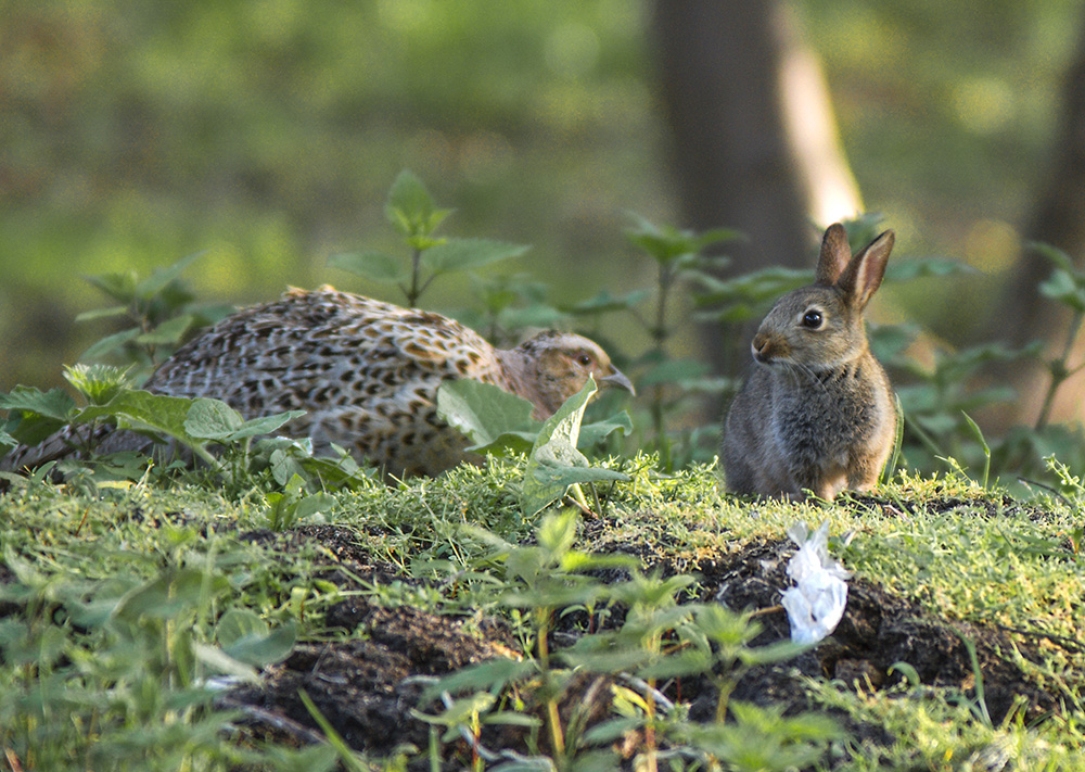 Friends
Rabbit and female Pheasant.
Keywords: Birds,Counties,Dunwich,Mammals,Pheasant,Places,Rabbit,Suffolk,Wildlife,mamalb,biralb