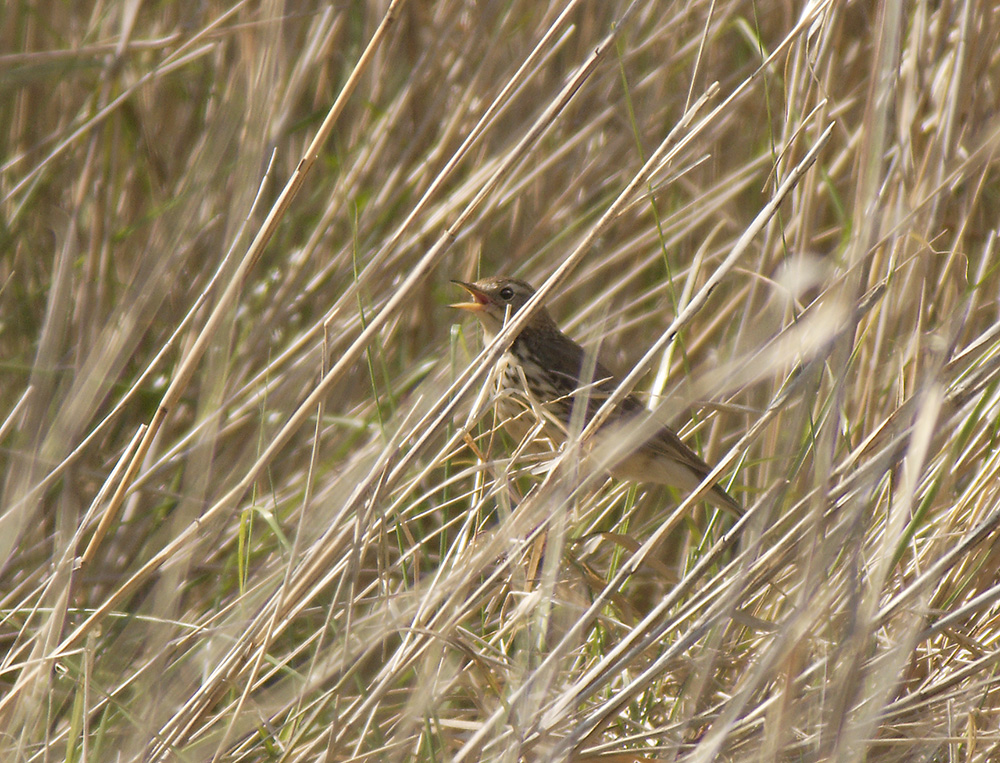 Keywords: Dunwich,Sedge Warbler,Suffolk,Wildlife,biralb