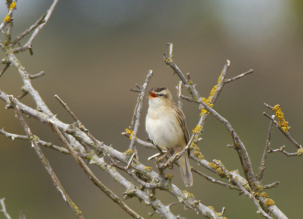 Reed Warbler
Reed Warbler, Acrocephalus scirpaceus
Keywords: Counties,Dunwich,Places,Suffolk,Reed Warbler,Acroscephalus scirpaceus,biralb