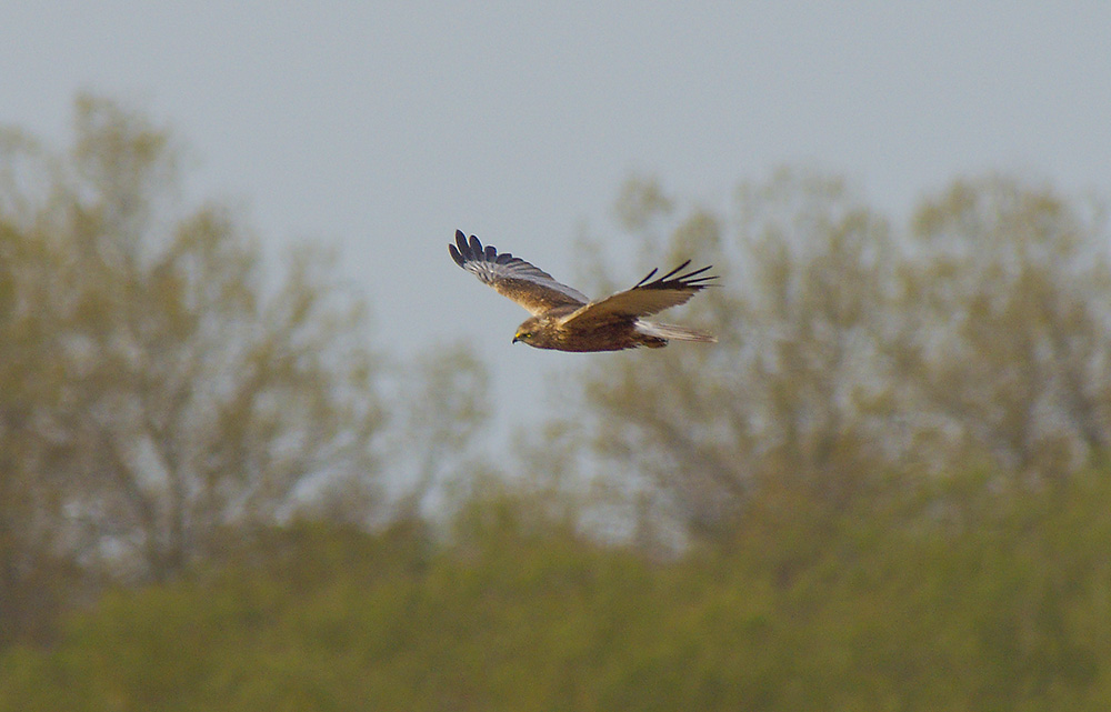 Marsh Harrier
At Hen Reedbeds, Reydon, Suffolk
Keywords: Birds,Counties,Dunwich,Marsh Harrier,Places,Suffolk,Wildlife,biralb,Hen Reedbeds