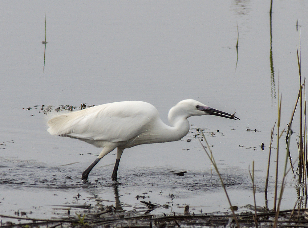 Little Egret
Little Egret, Hen Reedbeds.
Keywords: Birds,Dunwich,Little Egret,Suffolk,Wildlife,biralb