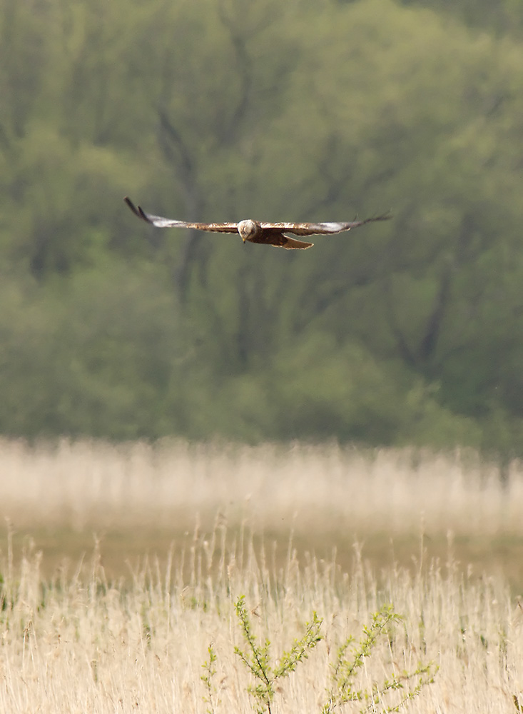 Marsh Harrier
Hen Reedbeds, Suffolk
Keywords: Birds,Dunwich,Marsh Harrier,Suffolk,Wildlife,biralb