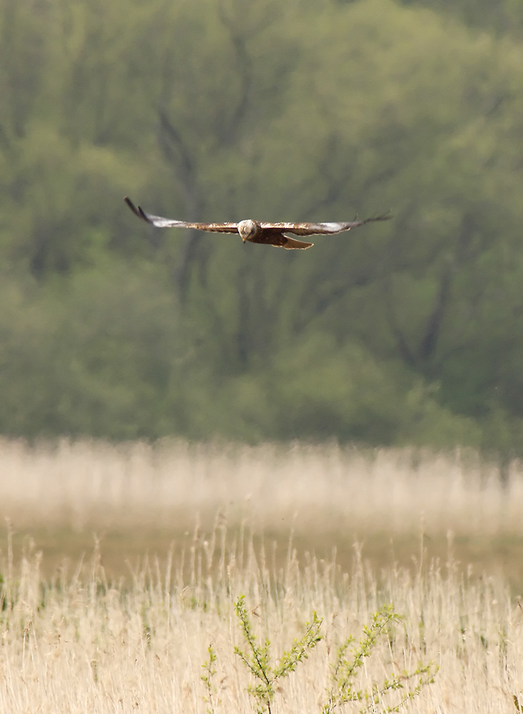 Marsh Harrier
Hen Reedbeds, Suffolk
Keywords: Birds,Dunwich,Marsh Harrier,Suffolk,Wildlife,biralb