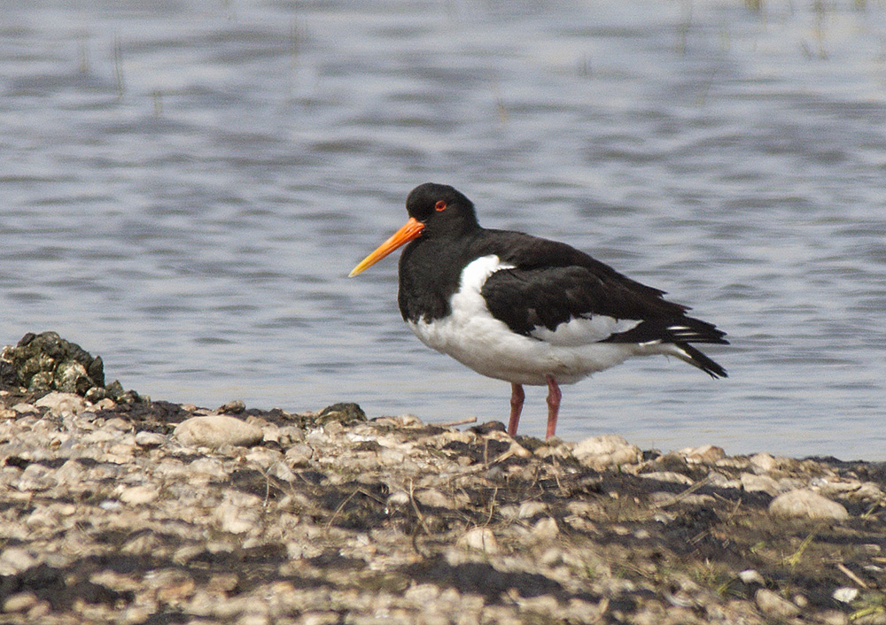 Oystercatcher
Hen Reedbeds, Suffolk
Keywords: Birds,Dunwich,Oystercatcher,Suffolk,Wildlife,biralb