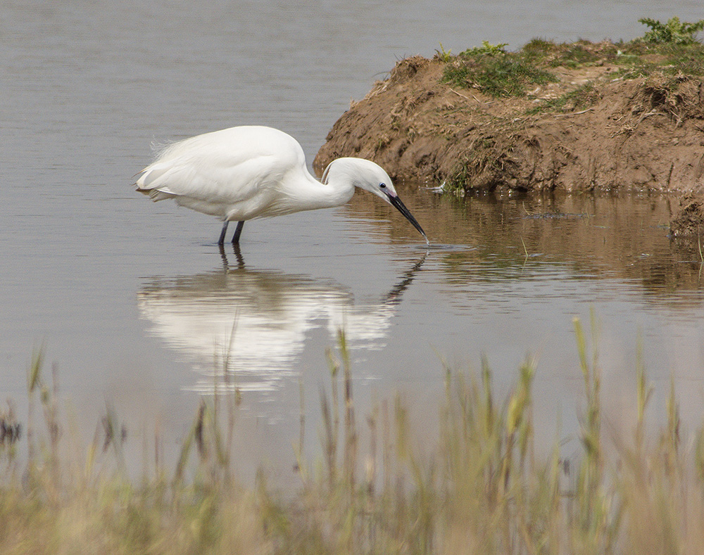 Little Egret
Hen Reedbeds, Suffolk
Keywords: Birds,Dunwich,Little Egret,Suffolk,Wildlife,biralb