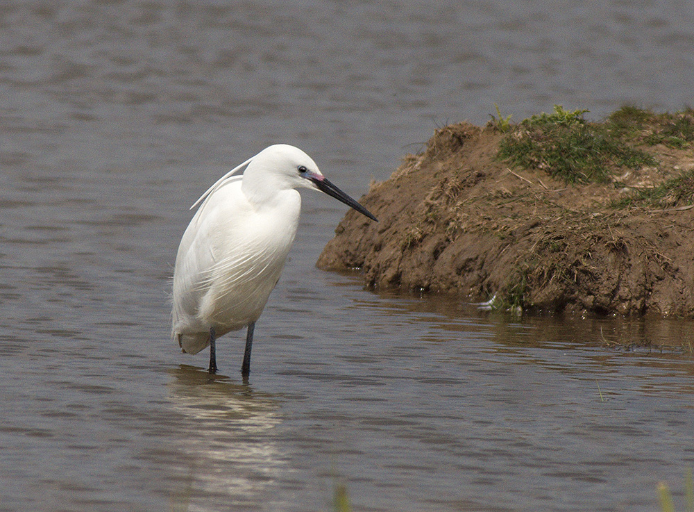 Little Egret
Hen Reedbeds, Suffolk
Keywords: Birds,Dunwich,Little Egret,Suffolk,Wildlife,biralb