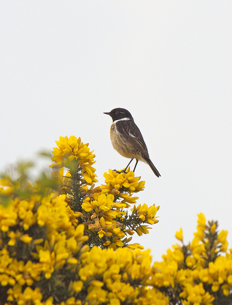 Stonechat
Dunwich Heath, Suffolk
Keywords: Birds,Dunwich,Stonechat,Suffolk,Wildlife,biralb