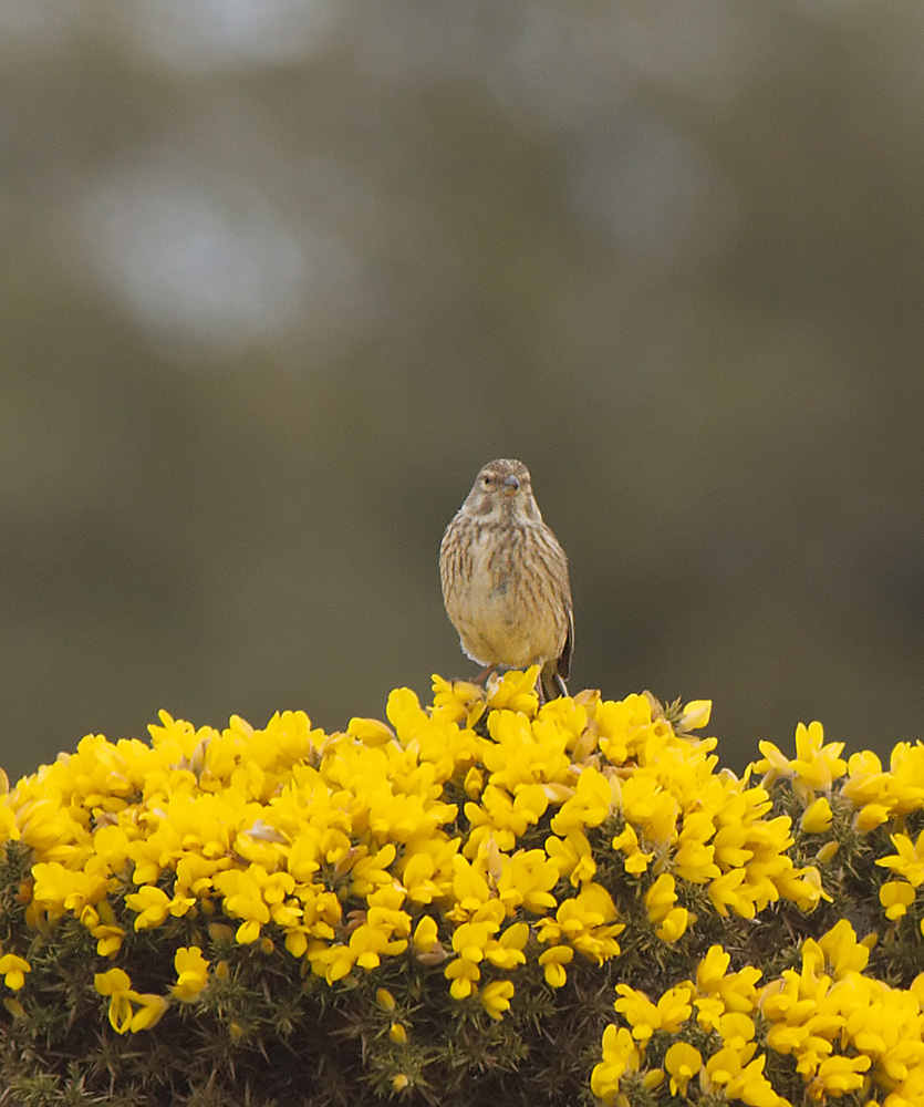 Linnett
Dunwich Heath, Suffolk
Keywords: Birds,Dunwich,Linnett,Suffolk,Wildlife,biralb,Dunwich Heath