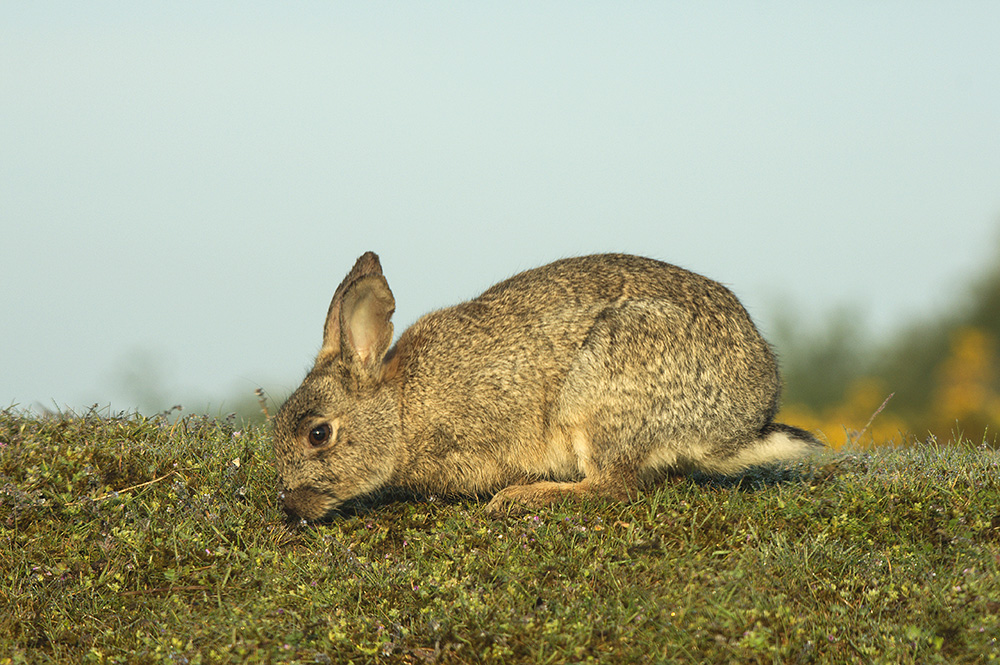 Rabbit
RSPB, Minsmere, Suffolk
Keywords: Dunwich,Suffolk,mamalb,Minsmere