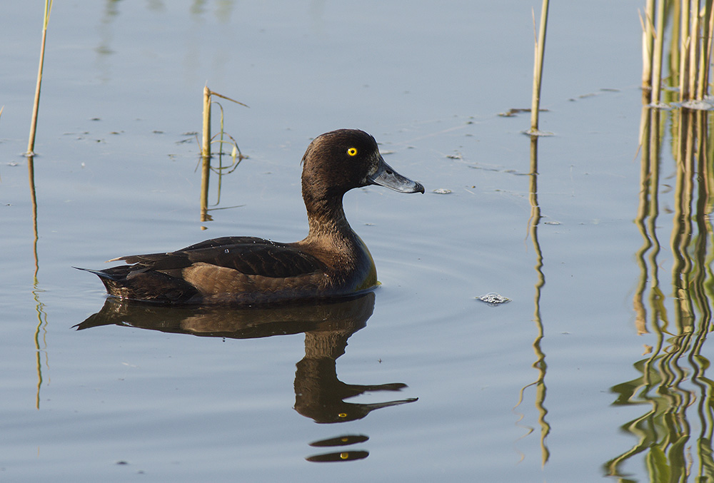 Tufted Duck, female
RSPB, Minsmere, Suffolk
Keywords: Birds,Dunwich,Suffolk,Tufted Duck,Wildlife,Minsmere,biralb,Female