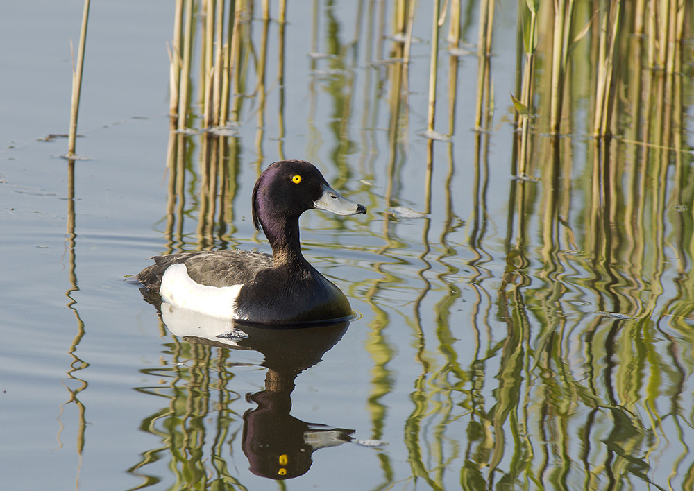 Tufted Duck, Male
RSPB, Minsmere, Suffolk
Keywords: Birds,Dunwich,Suffolk,Tufted Duck,Wildlife,biralb,Minsmere