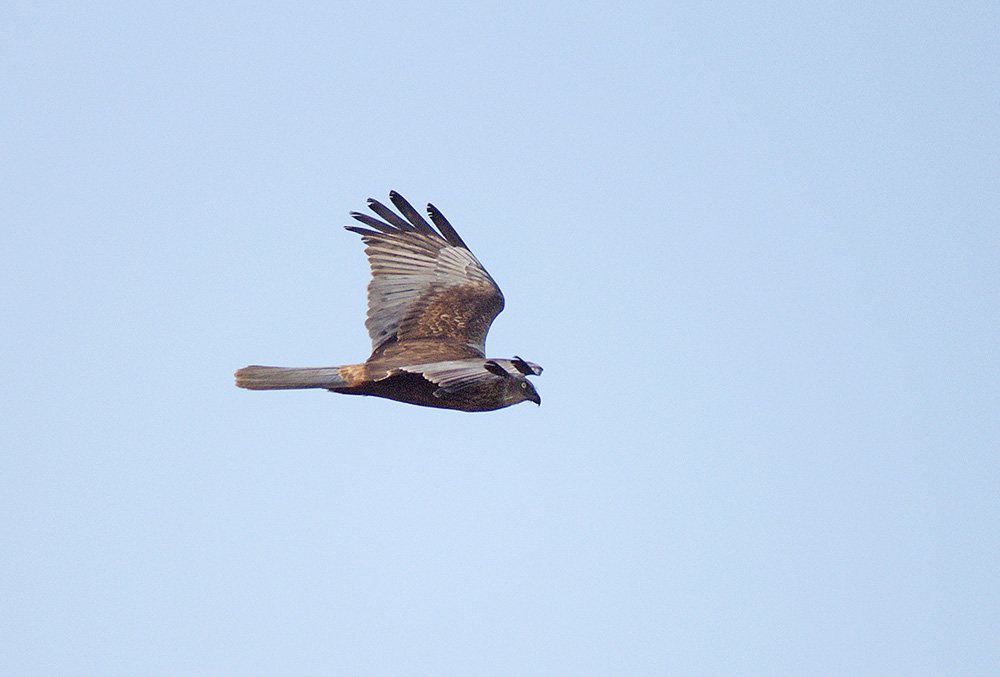 Marsh Harrier, Minsmere
RSPB, Minsmere, Suffolk
Keywords: Birds,Dunwich,Marsh Harrier,Suffolk,Wildlife,biralb,Minsmere