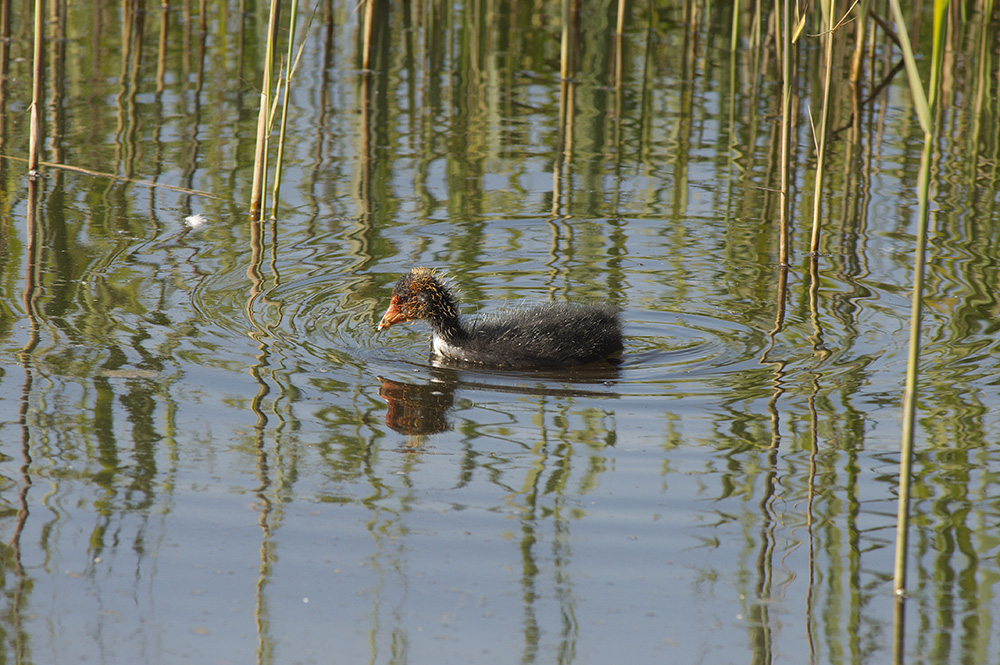 Coot chick
RSPB, Minsmere, Suffolk
Keywords: Birds,Coot,Dunwich,Suffolk,Wildlife,Minsmere,biralb