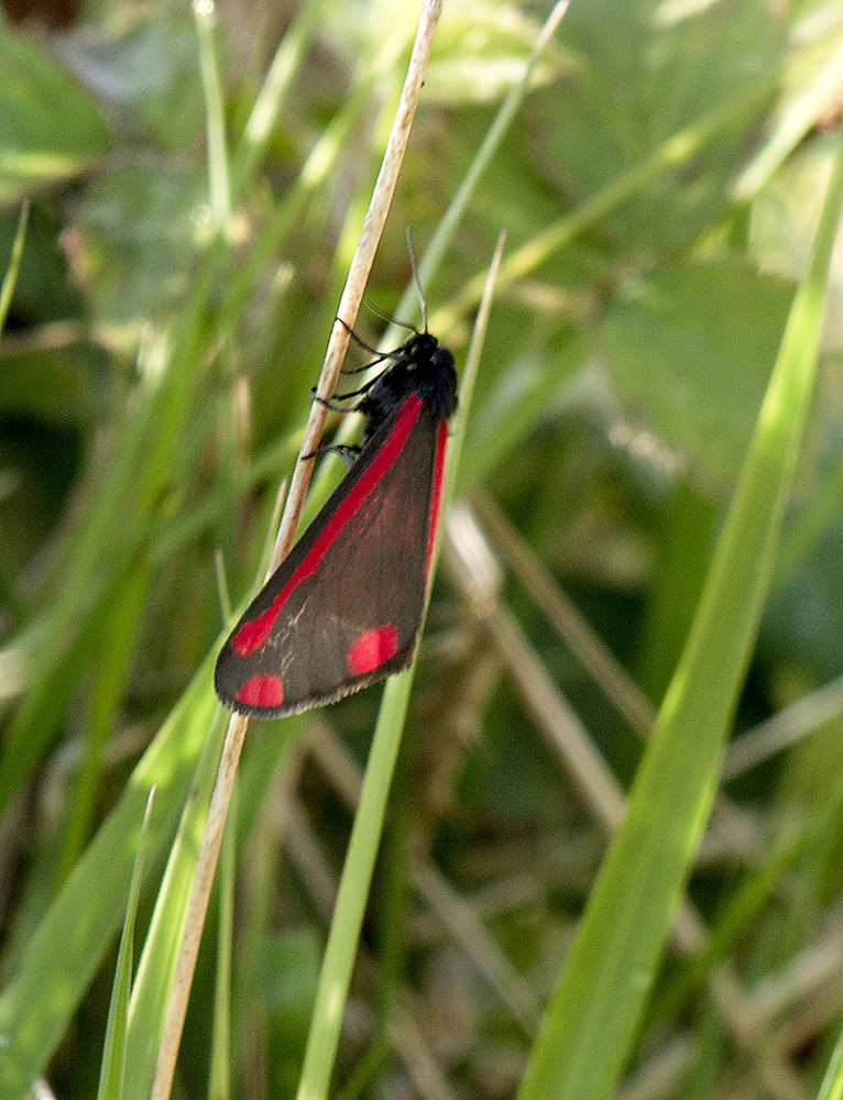 Cinnabar Moth
Cinnabar Moth, Dunwich, Suffolk
Keywords: Butterflies and Moths,Cinnabar Moth,Dunwich,Moth,Suffolk,Wildlife,butalb,Minsmere