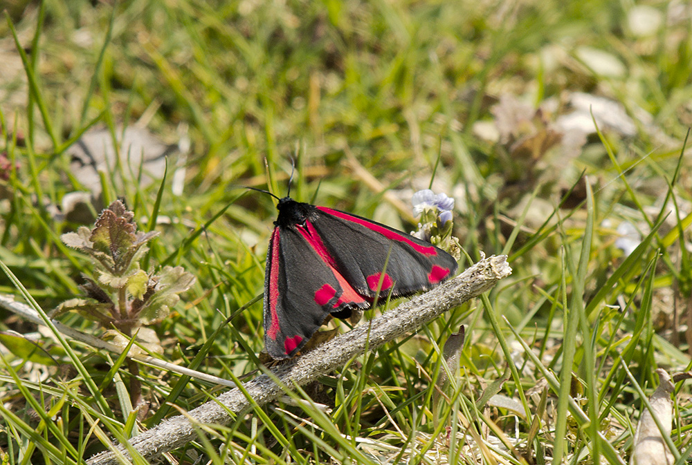 Cinnabar Moth
Cinnabar Moth, Dunwich, Suffolk
Keywords: Butterflies and Moths,Cinnabar Moth,Dunwich,Moth,Suffolk,Wildlife,butalb,Minsmere
