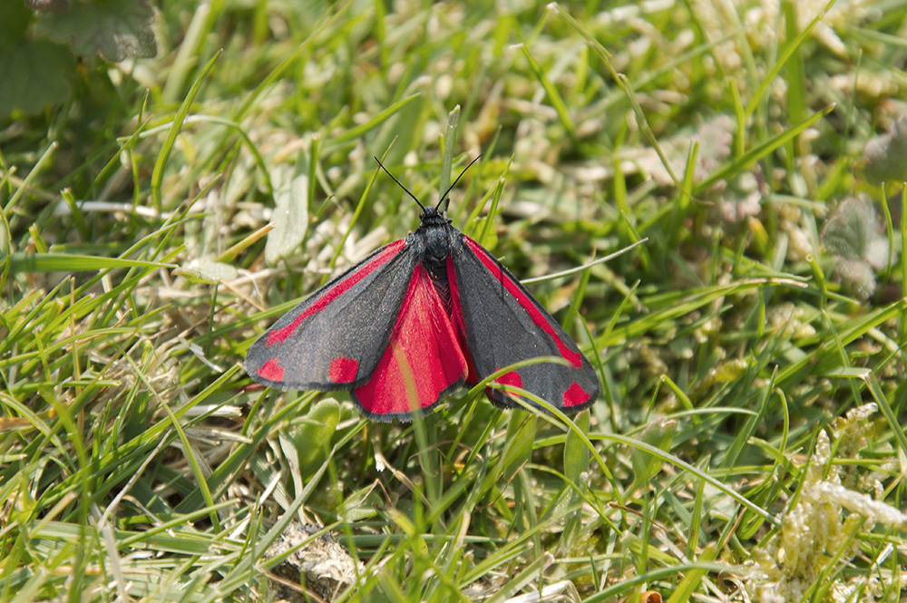 Cinnabar Moth
Cinnabar Moth, Dunwich, Suffolk
Keywords: Butterflies and Moths,Cinnabar Moth,Dunwich,Moth,Suffolk,Wildlife,butalb,Minsmere