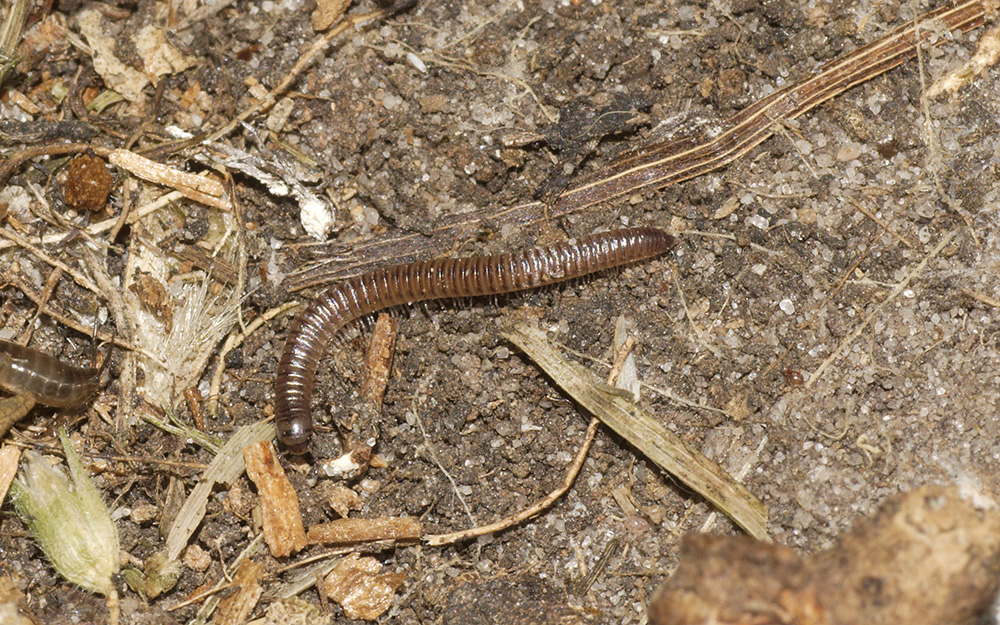 Spotted Millipede
Dunwich, Suffolk
Keywords: Dunwich,Insects,Invertibrates,Millipede,Spotted Millipede,Suffolk,Wildlife,insalb