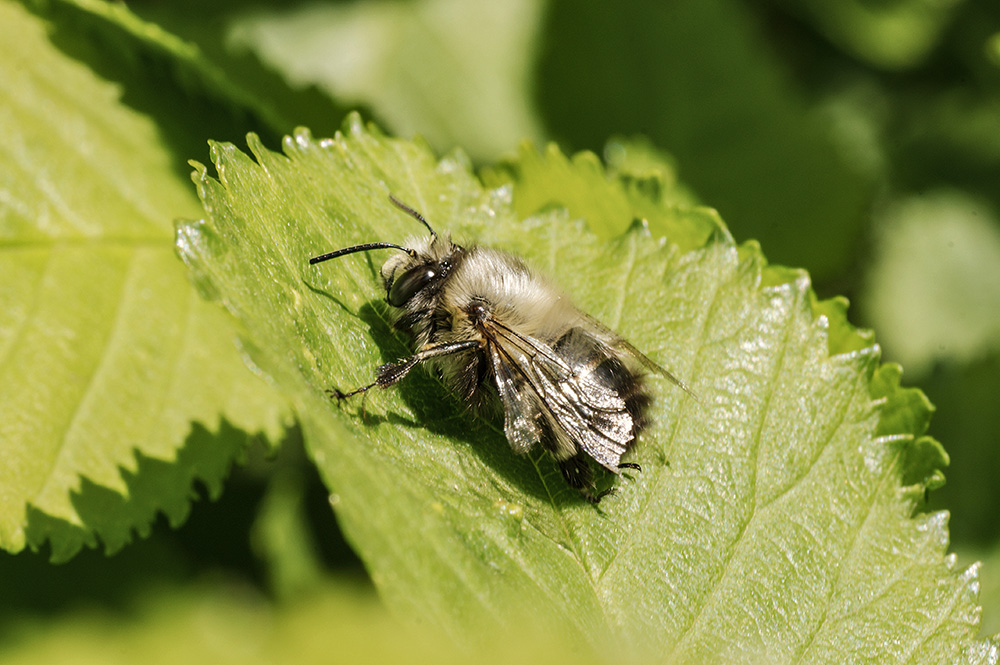 Bee Fly, Bombylius minor.
Dunwich Forest, Suffolk
Keywords: Bees and Wasps,Dunwich,Insects,Suffolk,Wildlife,insalb,Bee Fly,Bombylius minor