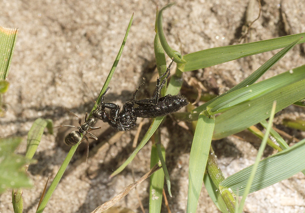 Wood Ant
Dunwich, Suffolk
Keywords: Ants,Dunwich,Insects,Suffolk,Wildlife,Wood Ant,insalb