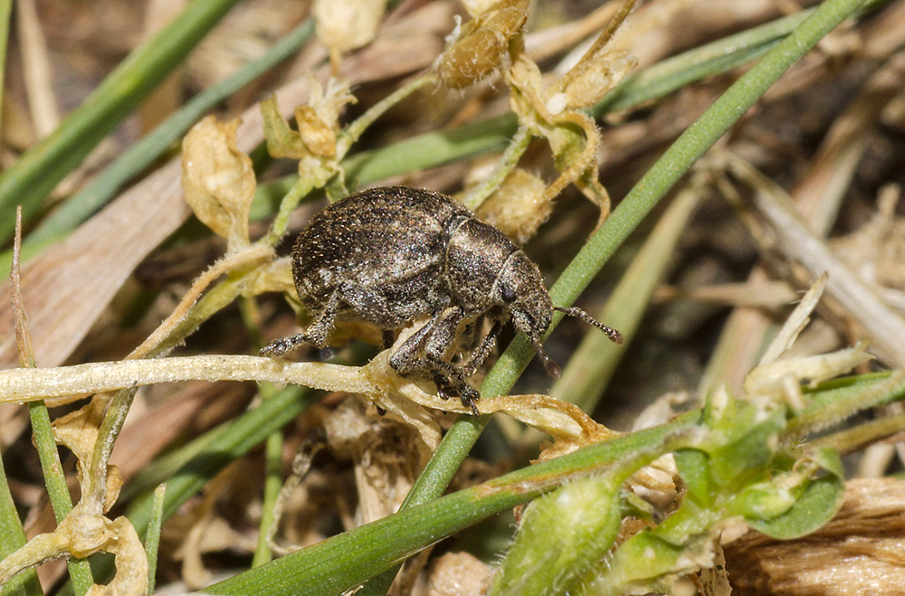 Pine Weevil
Dunwich Forest, Suffolk
Keywords: Beetle,Dunwich,Insects,Suffolk,Weevil,Wildlife,insalb,Pine Weevil