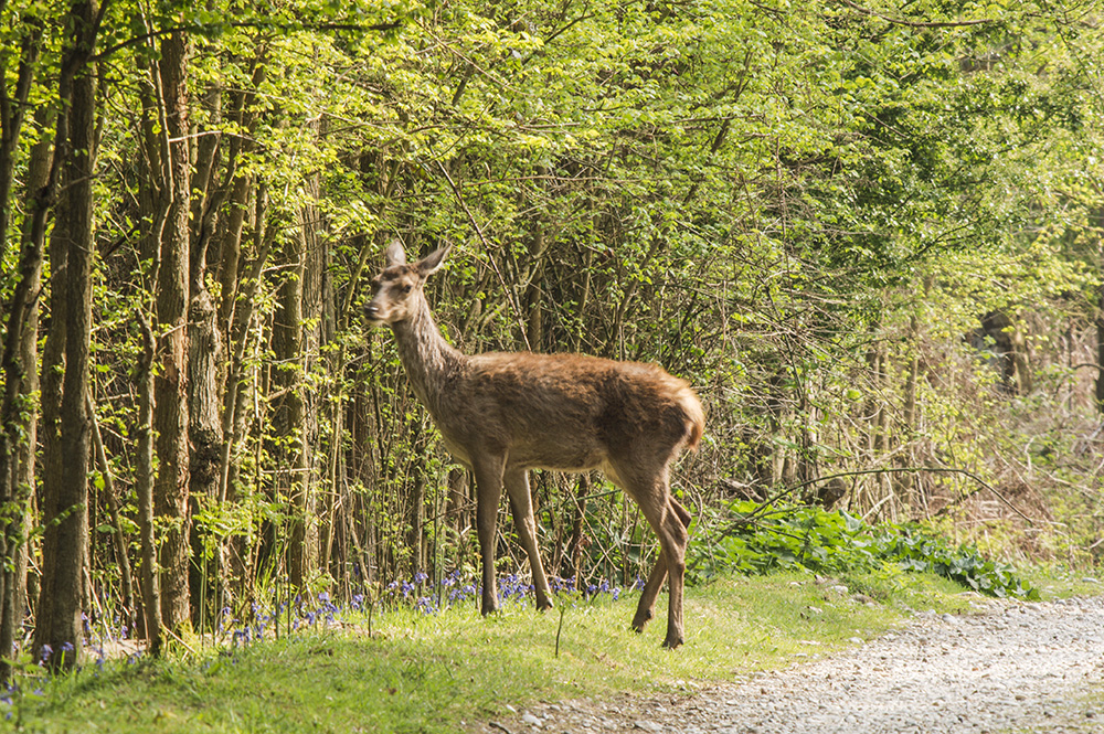 Roe Deer, Dunwich Forest
Keywords: Dunwich,Mammals,Roe Deer,Suffolk,Wildlife,mamalb