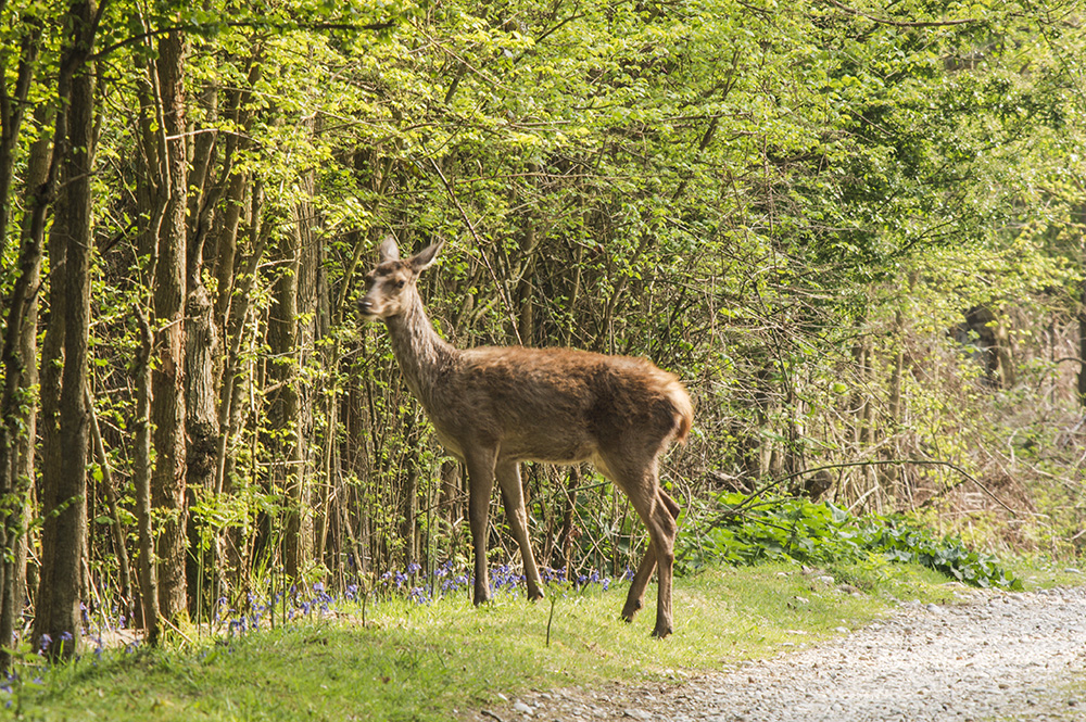 Roe Deer, Dunwich Forest
Keywords: Dunwich,Mammals,Roe Deer,Suffolk,Wildlife,mamalb