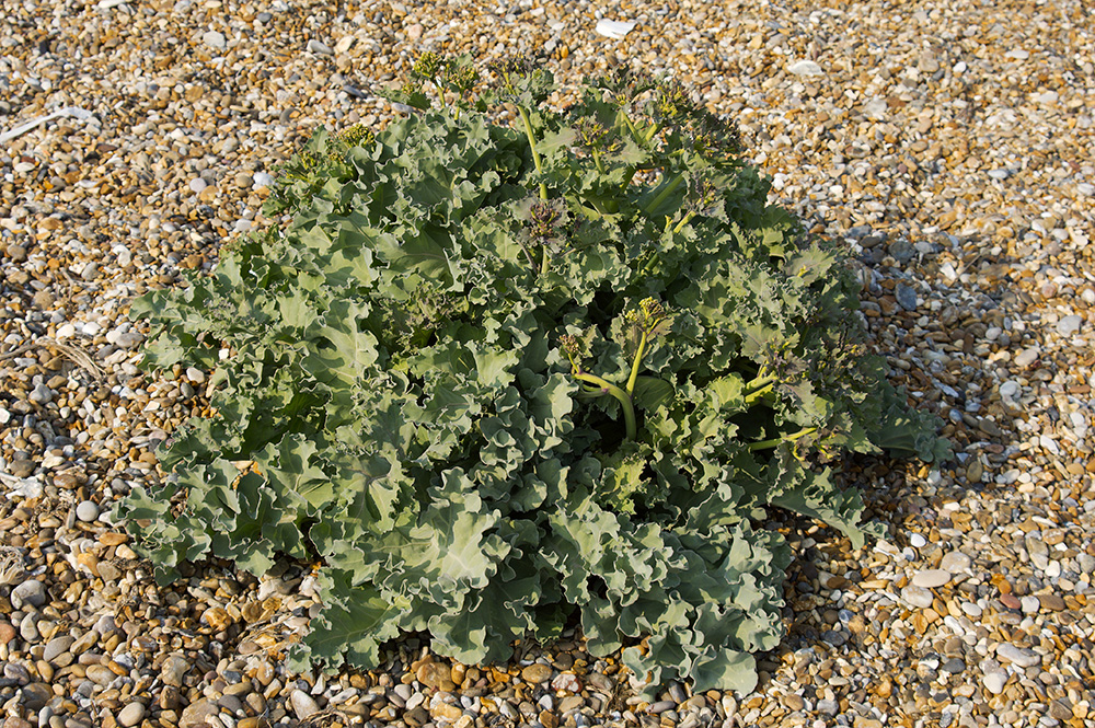 Dunwich Beach, Suffolk
Keywords: Dunwich,Flora,Sea Kale,Suffolk,Wildlife,Dunwich Beach,floalb