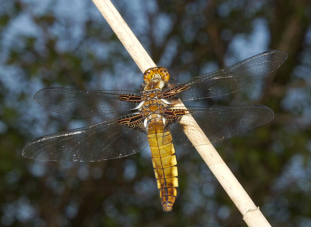 Broad Bodied Chaser;
Dunwich Heath, Suffolk
Keywords: Broad Bodied Chaser,Chaser,Dragonflies,Dragons and Damsels,Dunwich,Suffolk,Wildlife,draalb,Dunwich Heath